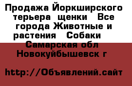 Продажа Йоркширского терьера, щенки - Все города Животные и растения » Собаки   . Самарская обл.,Новокуйбышевск г.